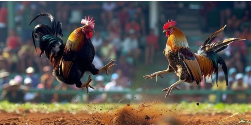 ĐÁ GÀ 3 Các thuật ngữ quan trọng khi tham gia đặt cược đá gà Fanvip