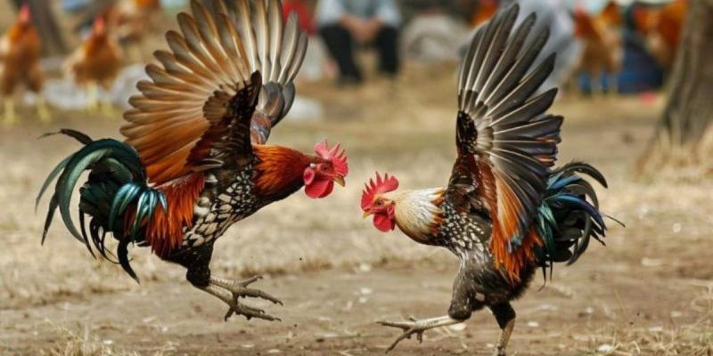 Trực tiếp đá gà Thomo 999 Sân Chơi Đỉnh Cao Không Thể Bỏ Lỡ 4 Những điều cần lưu ý trong trực tiếp đá gà Thomo 999